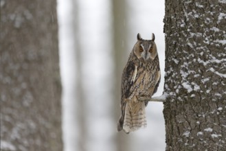 Long-eared owl (Asio otus) in a winter forest, Czech Republic
