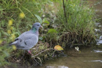 Stock Dove (Columba oenas) on field, North Rhine-Westphalia, Germany