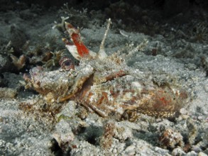 Camouflaged fish, Spiny Devilfish (Inimicus didactylus), resting on sandy seabed with organic