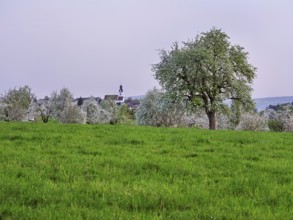 Flowering pear trees (Pyrus communis), behind the church in the village of Beinwil, Freiamt, Canton