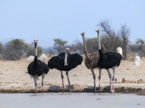 Common ostrich (Struthio camelus), adult female and three males, at the waterhole, Nxai Pan