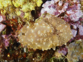 A nudibranch with orange dots, Batangas Halgerda (Halgerda batangas), on a colourful coral reef