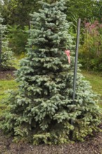 Young and newly planted Picea glauca, White Spruce tree tied to a metal stake in summer, Quebec,