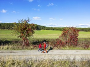 Aerial view, drone photo: A man and a woman walking in autumn between trees with red leaves in