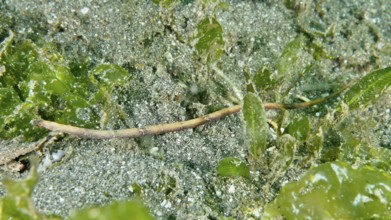A slender spiny-snouted sea needle (Halicampus spinirostris), sea needle, hiding in the seagrass,