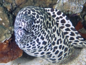 Portrait of a large reticulated moray eel (Gymnothorax favagineus) next to corals, dive site Spice