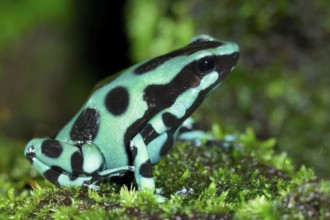 Green-and-black poison dart frog (Dendrobates auratus), Costa Rica