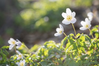 Wood anemone (Anemonoides nemorosa) (Syn.: Anemone nemorosa) blooming white in the forest, green