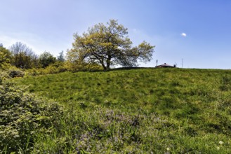 Single oak (Quercus), solitary oak on a mountain top, Köterberg, Lügde, sunny spring weather,