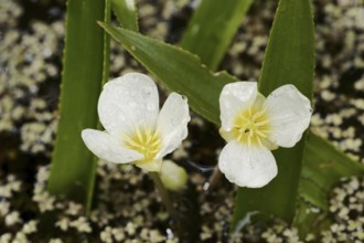 Crab claw or water aloe (Stratiotes aloides, Stratiotes aquatica), flowers, North Rhine-Westphalia,