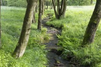 Pilke stream in the Upper Pilke Valley near Schirgiswalde, Upper Lusatia, Saxony, Germany