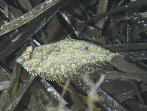 A flounder, eyespot dwarf turbot (Zeugopterus regius), lying well camouflaged between seagrass,