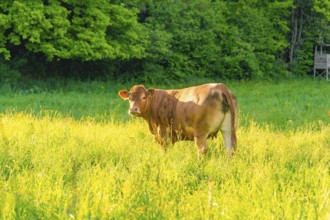 A cow stands in a sunlit meadow surrounded by trees, Gechingen, district of Calw, Germany