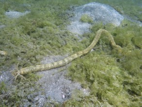 Feather mouth sea cucumber (Synapta maculata), on a sandy, algae-rich bottom, dive site Secret Bay,