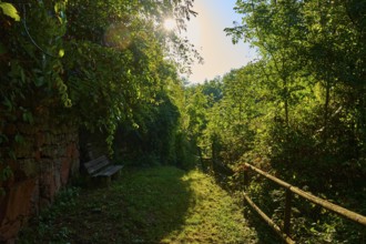 A shady forest path with a wooden bench and stone wall, railings in the sunlight, surrounded by