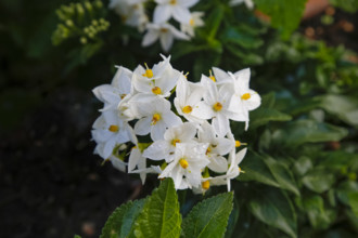 Summer jasmine (Solanum jasminoides), jasmine, white potato bush, jasmine nightshade, false