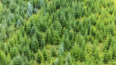 Christmas tree plantation in summer. Christmas trees grow in a coniferous forest for the coming
