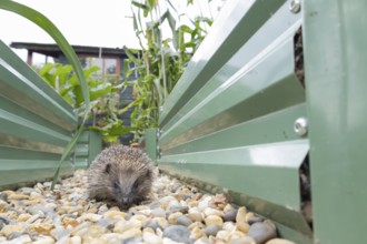 European hedgehog (Erinaceus europaeus) adult animal on an urban garden shingle path between two