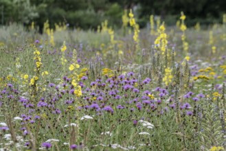 Flower meadow with large-flowered mullein (Verbascum densiflorum), Lower Saxony, Germany