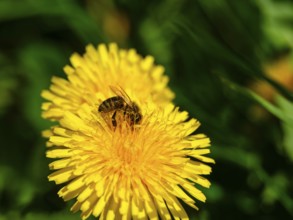 Honey bee (Apis mellifera) collecting pollen in the flower of a dandelion (taraxacum),