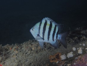 A black and white striped fish, Sergeant fish (Abudefduf saxatilis), swimming at night close to the