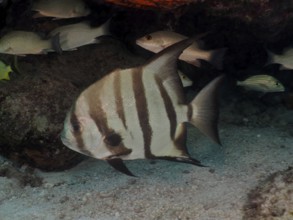 Striped fish, Atlantic spadefish (Chaetodipterus faber), swimming on the sandy seabed under a rock.