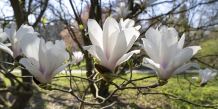Branch with flowers of the tulip magnolia (Magnolia), North Rhine-Westphalia, Germany