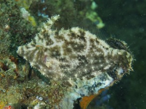 Seagrass filefish (Acreichthys tomentosus) resting on algae with a camouflaging pattern, dive site