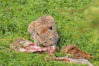 A young Eurasian lynx (Lynx lynx) eats the leg of a red deer lying in a meadow