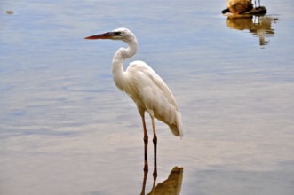 Canada heron (Ardea herodias occidentalis)