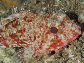 Close-up of the head of a Small red scorpionfish (Scorpaena notata) with accentuated scales and