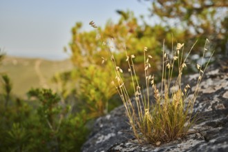 Sheep's fescue (Festuca ovina) growing at Mount "La Talaia del Montmell" at evening, Catalonia,