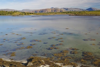 Transparent, clear water and reddish-brown rocks, Alstahaug, coastal road 17, Nordland, Norway