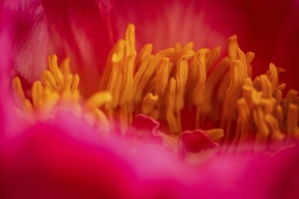 Stamens, petals, pink peony (Paeonia)
