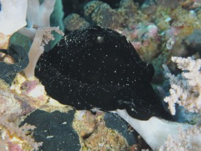 Black nudibranch, large ice snail (Ovula ovum), on a reef with soft corals, dive site Twin Reef,
