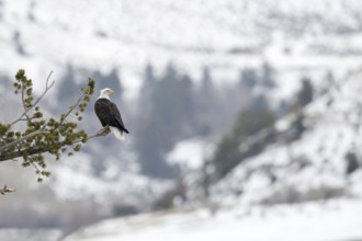 Im Tal des Yellowstone River'... Weisskopfseeadler *Haliaeetus leucocephalus*