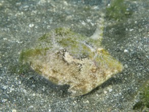 A camouflaged seagrass filefish (Acreichthys tomentosus) hides on the sandy seabed, dive site