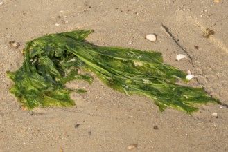 Seaweed and shells on the sandy beach, Wyk, Föhr, North Sea island, North Frisia,