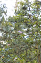 Rosa canina (Rosa corymbifera) in front of european black pine (Pinus nigra) in a forest,
