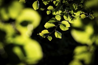 Leaves and branches of a beech tree, Humlebæk, Nivå Bugt, Hovedstaden, Øresund coast, Denmark