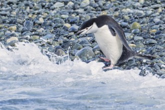 Chinstrap Penguin (Pygoscelis antarcticus) perched on a rocky beach on South Georgia Island
