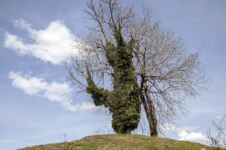 Tree overgrown with ivy (Hedera helix), near Ried, Oy-Mittelberg, Oberallgäu, Allgäu, Bavaria,