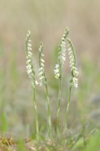 Autumn lady's-tresses (Spiranthes spiralis), flowering plant group, Hesse, Germany