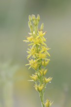 Bog asphodel (Narthecium ossifragum), inflorescence, Lower Saxony, Germany