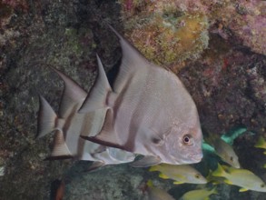 Atlantic spadefish (Chaetodipterus faber) swim near corals and rocks. Dive site John Pennekamp