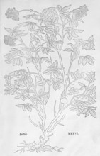 Ammi majus (Ammi majus), woodcut by Leonhart Fuchs, from New Kreüterbuch, neues Kräuterbuch,