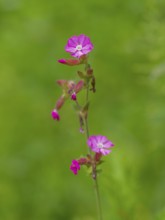 Close-up, Red campion (Silene dioica), Deister, Calenberger Bergland, Schaumburg, Hameln-Pyrmont,