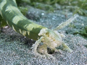 Close-up of the mouth of a cord-like sea cucumber, Feather mouth sea cucumber (Synapta maculata),