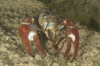 A crayfish with red claws, signal crayfish (Pacifastacus leniusculus), American crayfish, invasive