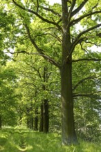 Oak avenue (quercus) near Döbra, Oßling, Saxony, Germany